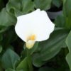 Common Calla Lily